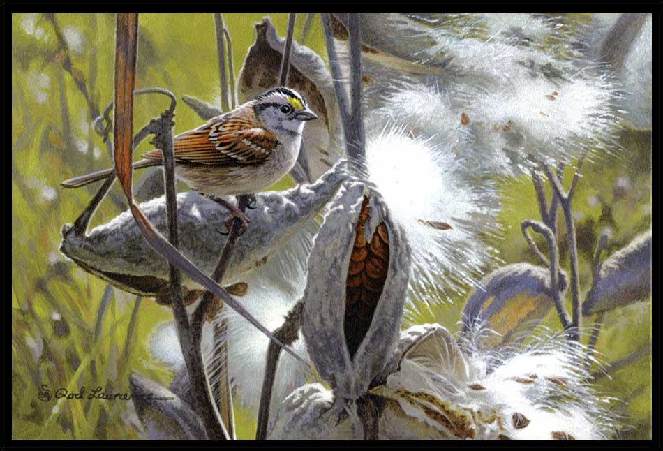 Painting of sparrow and milkweed