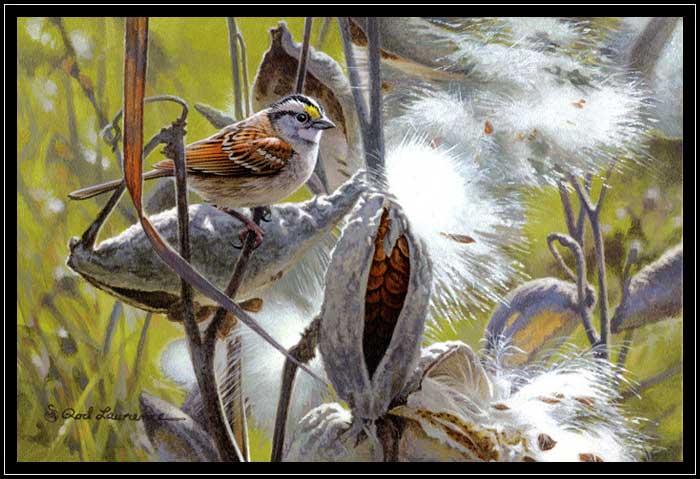 White-throated sparrow with milkweed pods