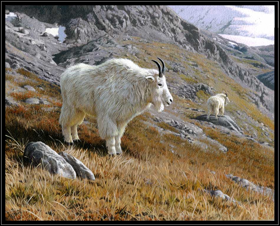 Painting of pair of mountain goats in Alaska