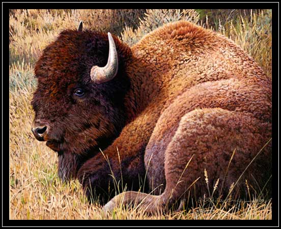 American bison laying down