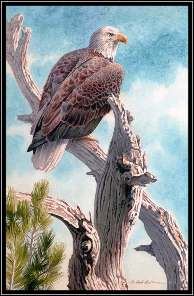 Painting of bald eagle on pine branch