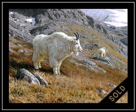 High Country - mountain goats