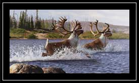 Caribou Crossing - caribou bulls
