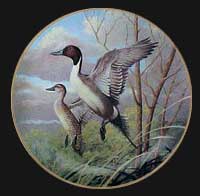 "Perfect Pintails" by Rod Lawrence