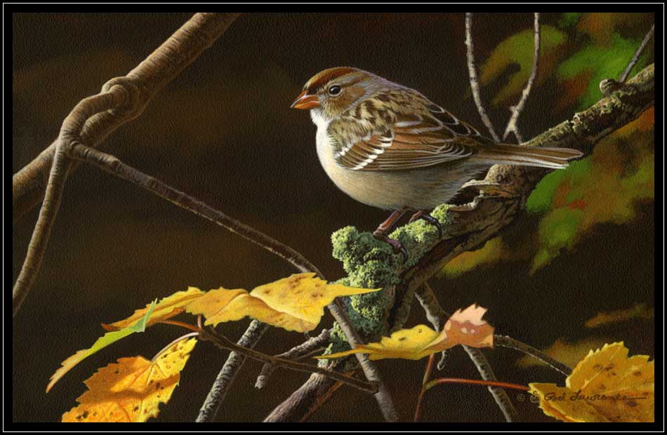 Sparrow on mossy branch with yellow fall leaves