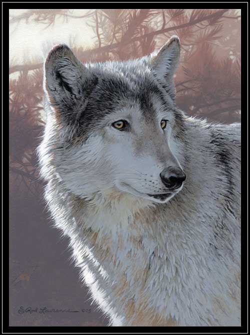 Wolfe portrait