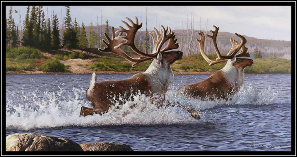 Pair of caribou bulls crossing river