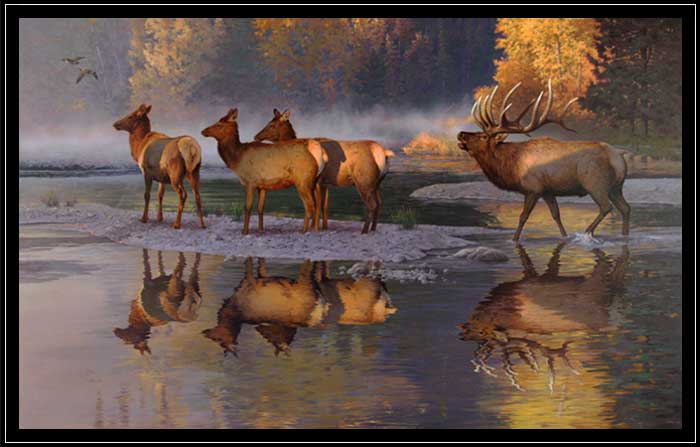 Elk bull and harem in fall stream