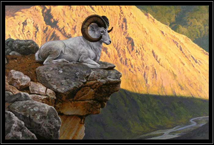 Dall's sheep ram overlooking rive