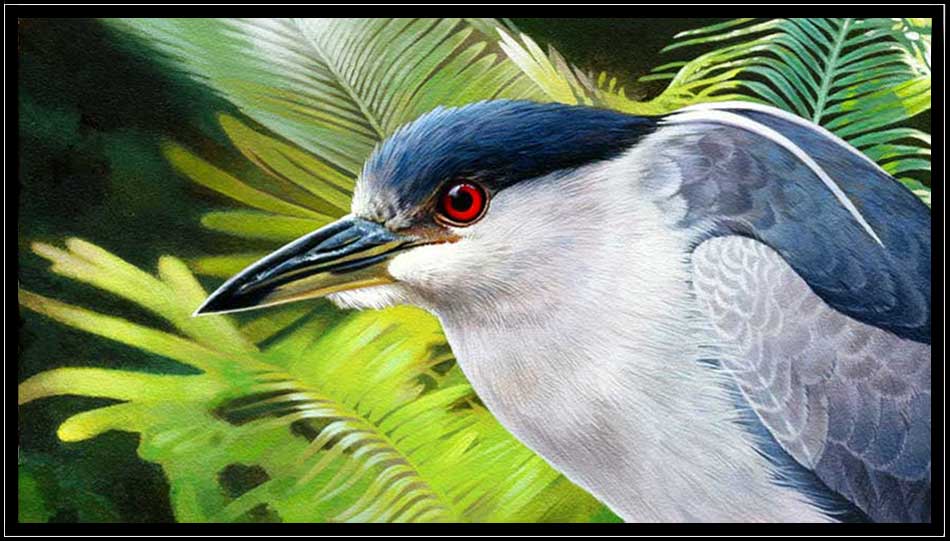 Black-crowned night heron