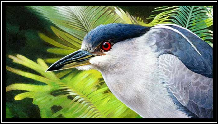 Black-crowned night heron with palm vegetation