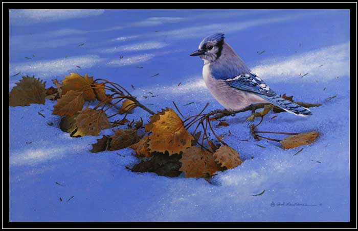 Blue Jay poplar branch in the snow