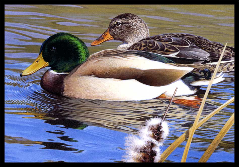 Painting of mallard pair swimming