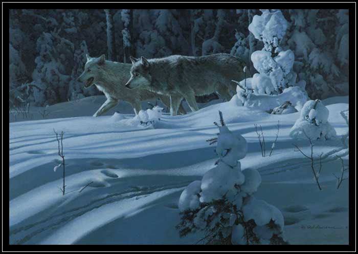 A pair of wolves in the winter moonlight