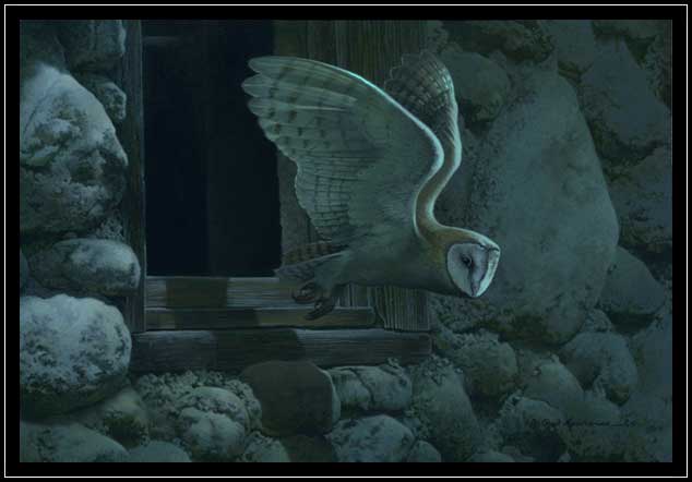 Barn owl flying out of a barn window at night