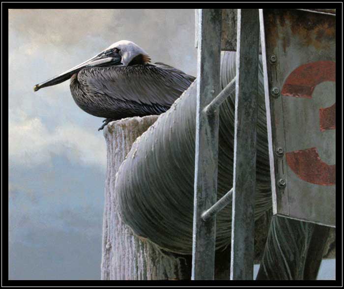 Brown pelican on old rig