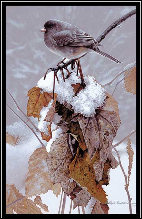 Junco perched on branch with old leaves and melting snow